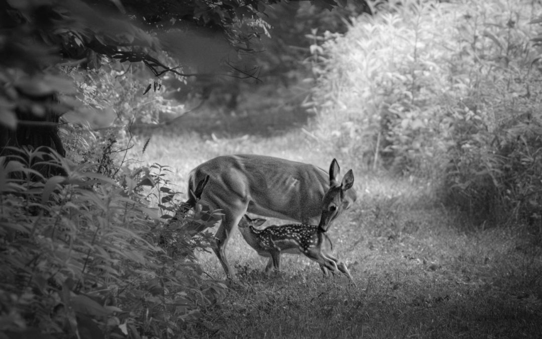 New Competition Files