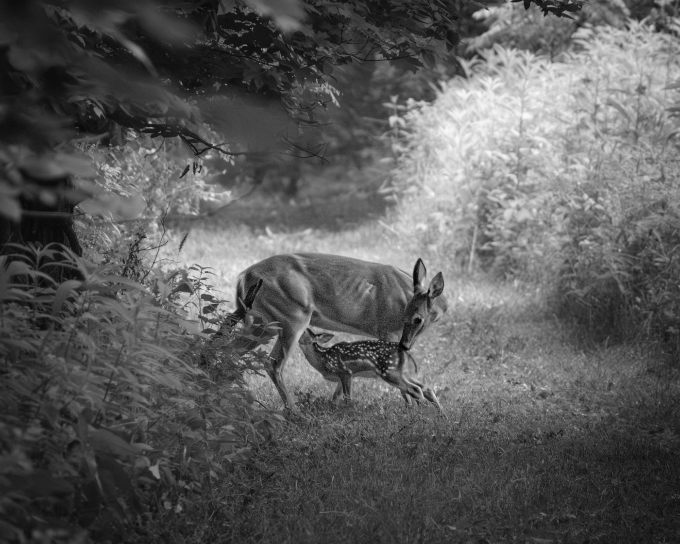 1st Place Early Morning Encounter by Aaron James 38