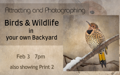 Attracting and Photographing Birds & Wildlife in your own Backyard
